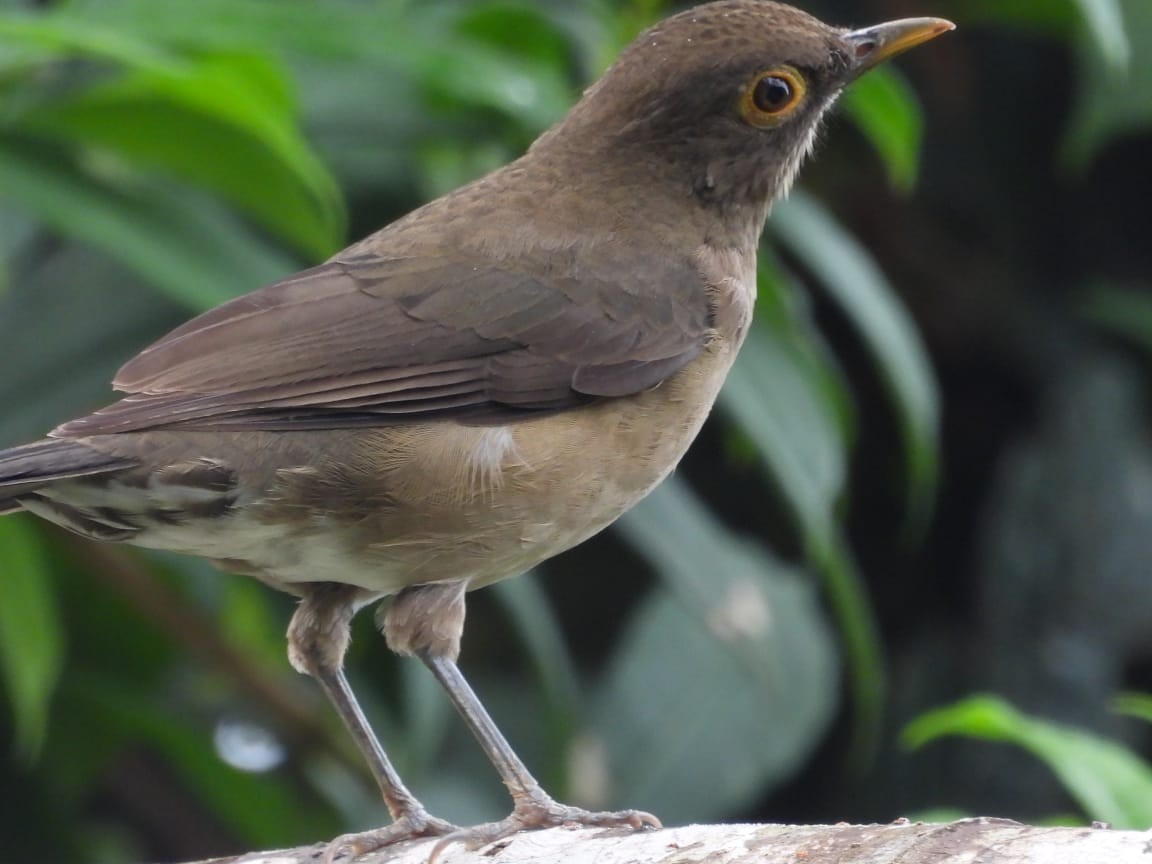 Spectacled Thrush - ML640815407