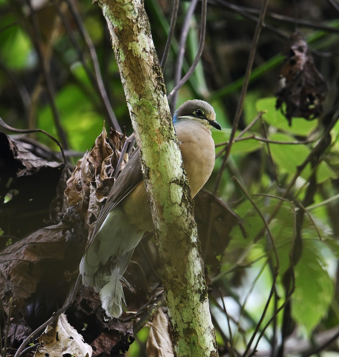 White-eared Brown-Dove - ML640815434