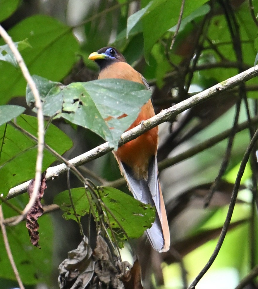 Philippine Trogon - ML640815447