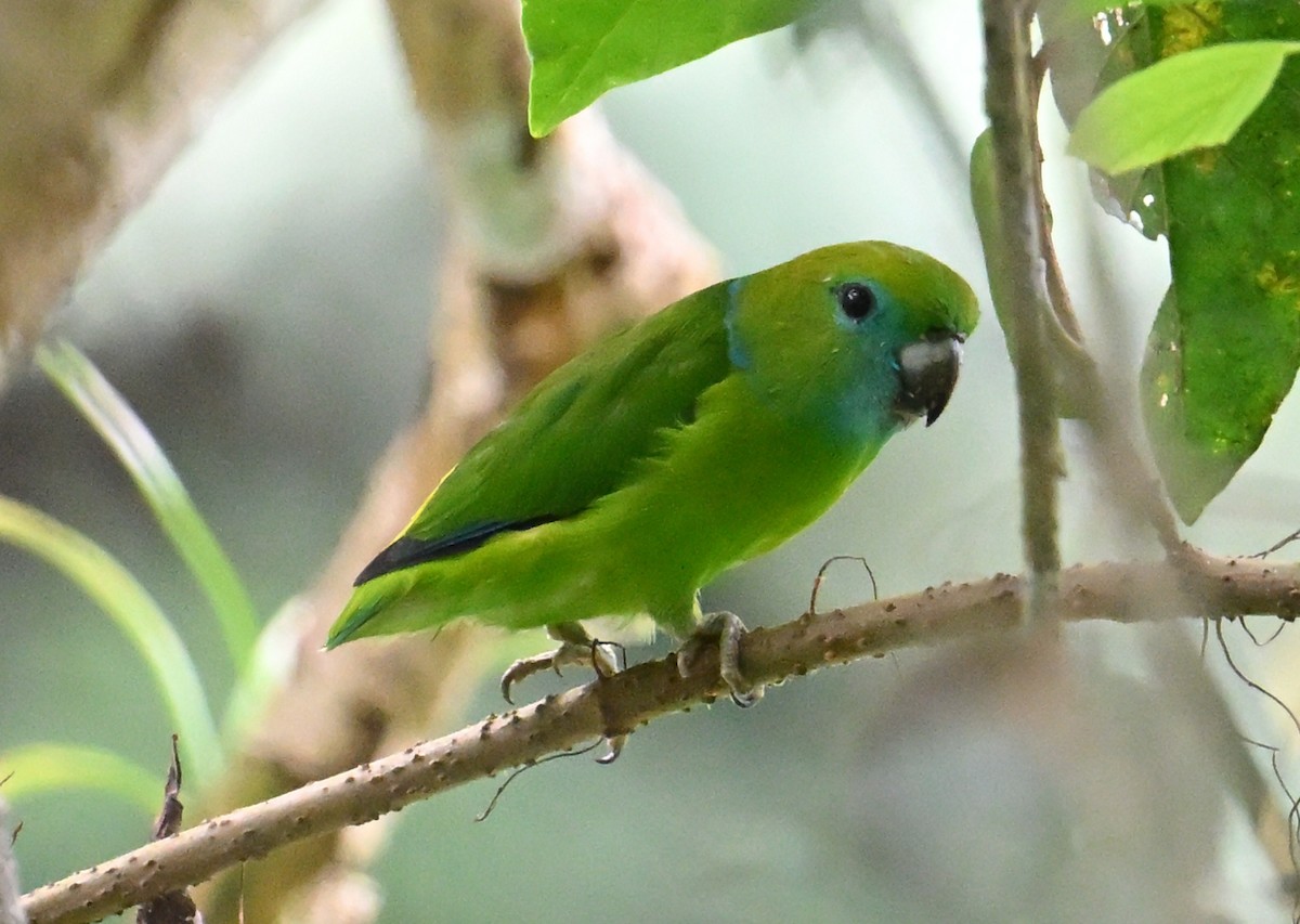 Guaiabero - ML640815462
