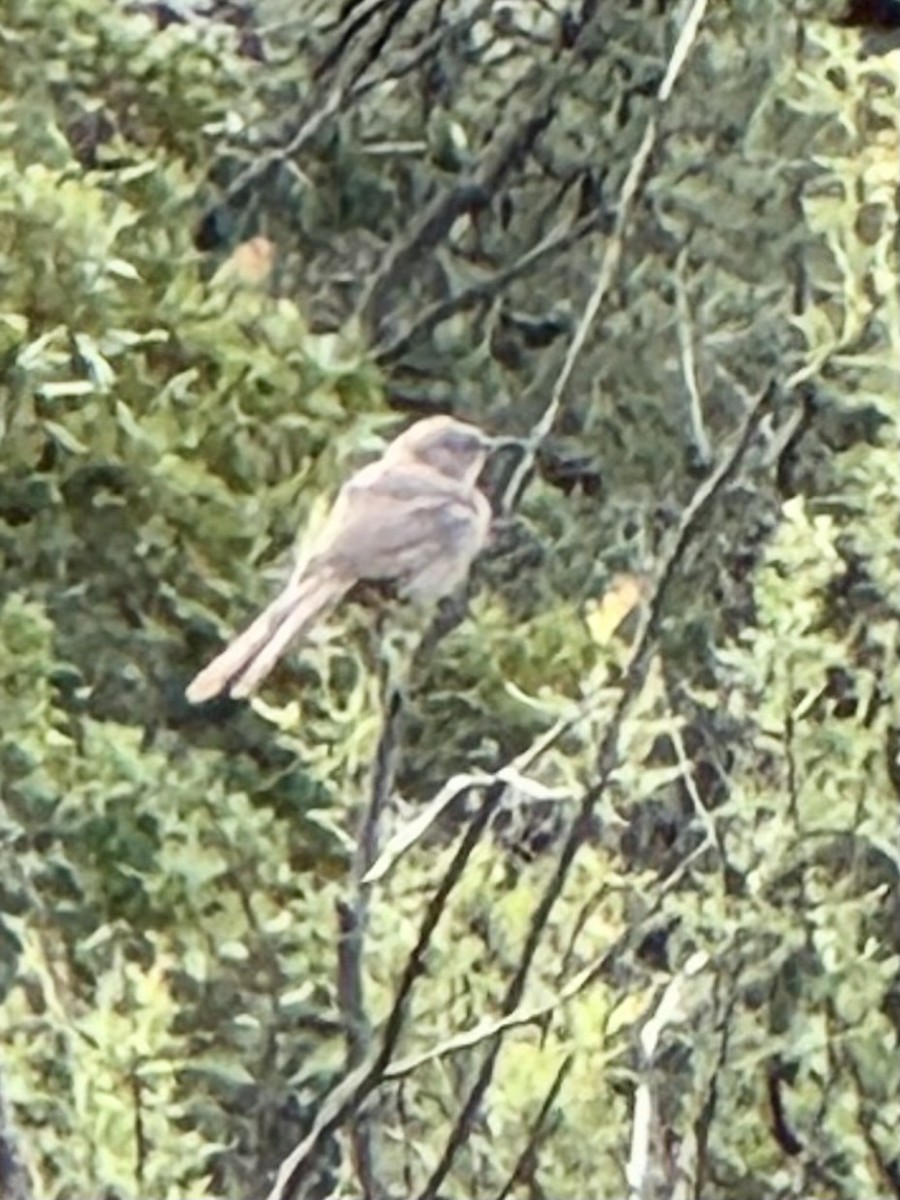 Crissal Thrasher - ML640815476