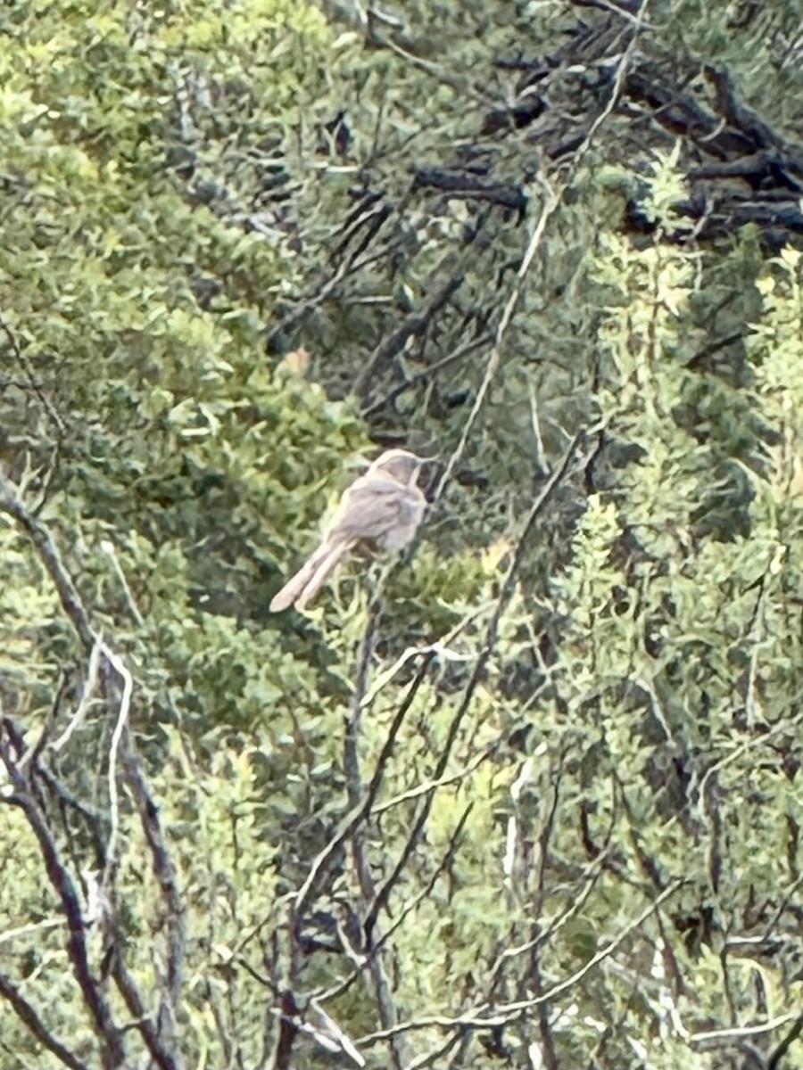 Crissal Thrasher - ML640815477
