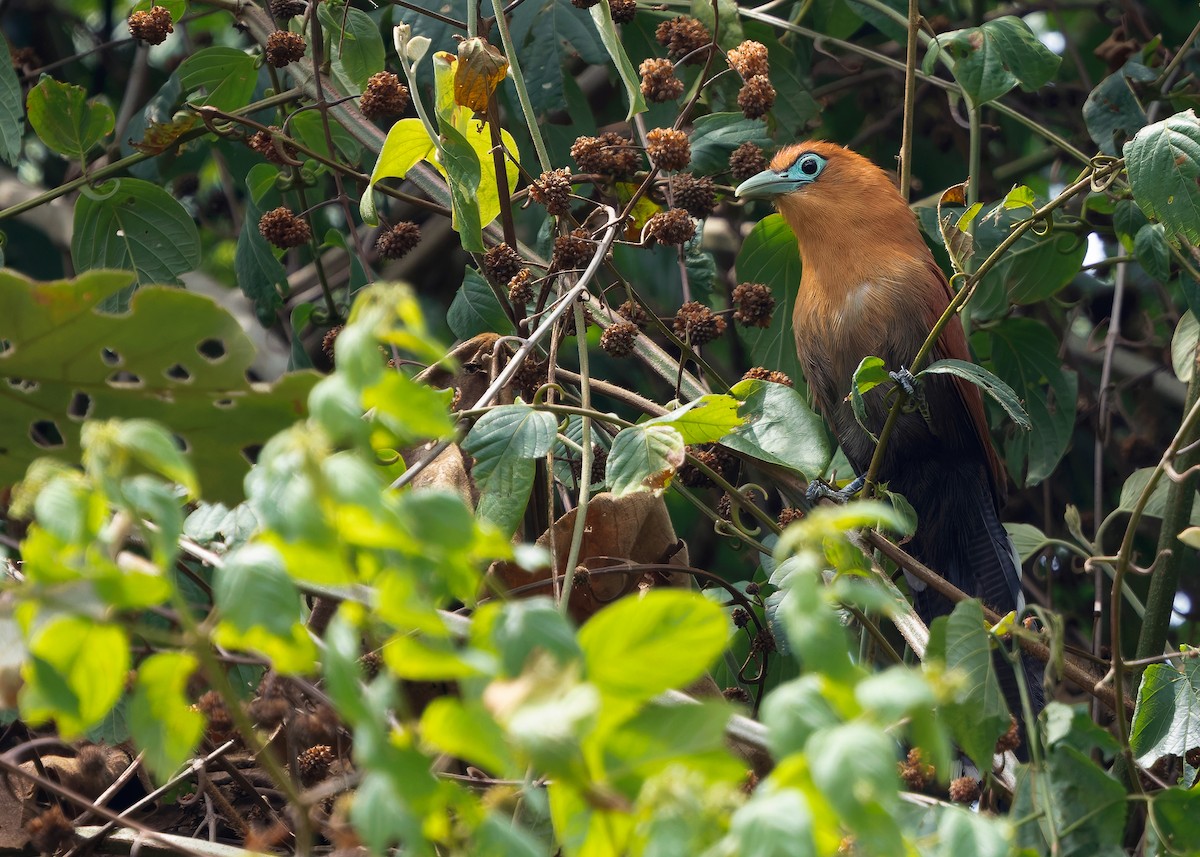 Raffles's Malkoha - ML640815478