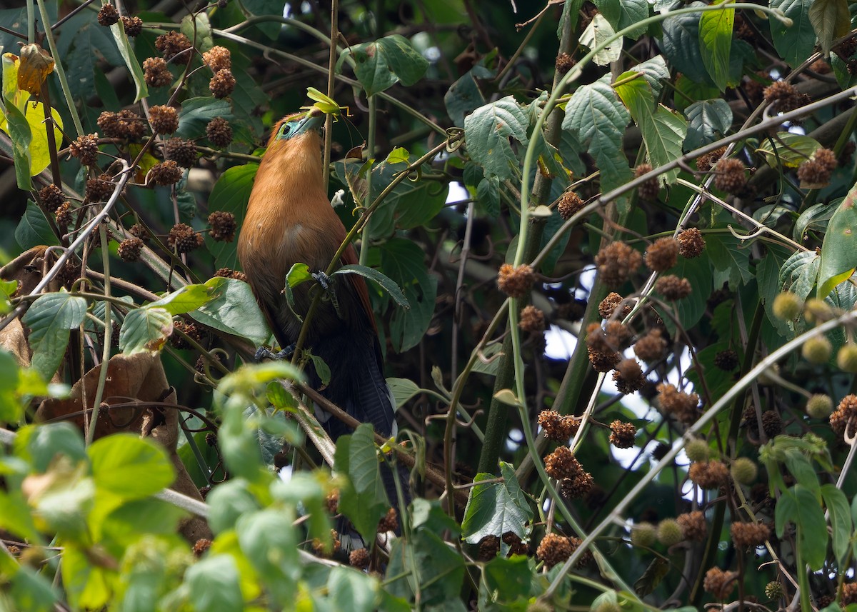 Raffles's Malkoha - ML640815479