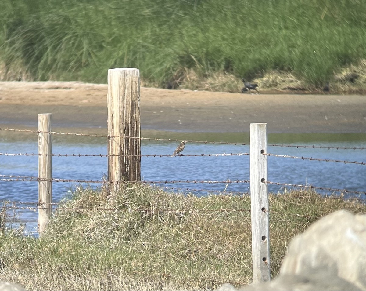 Peruvian Meadowlark - ML640815557