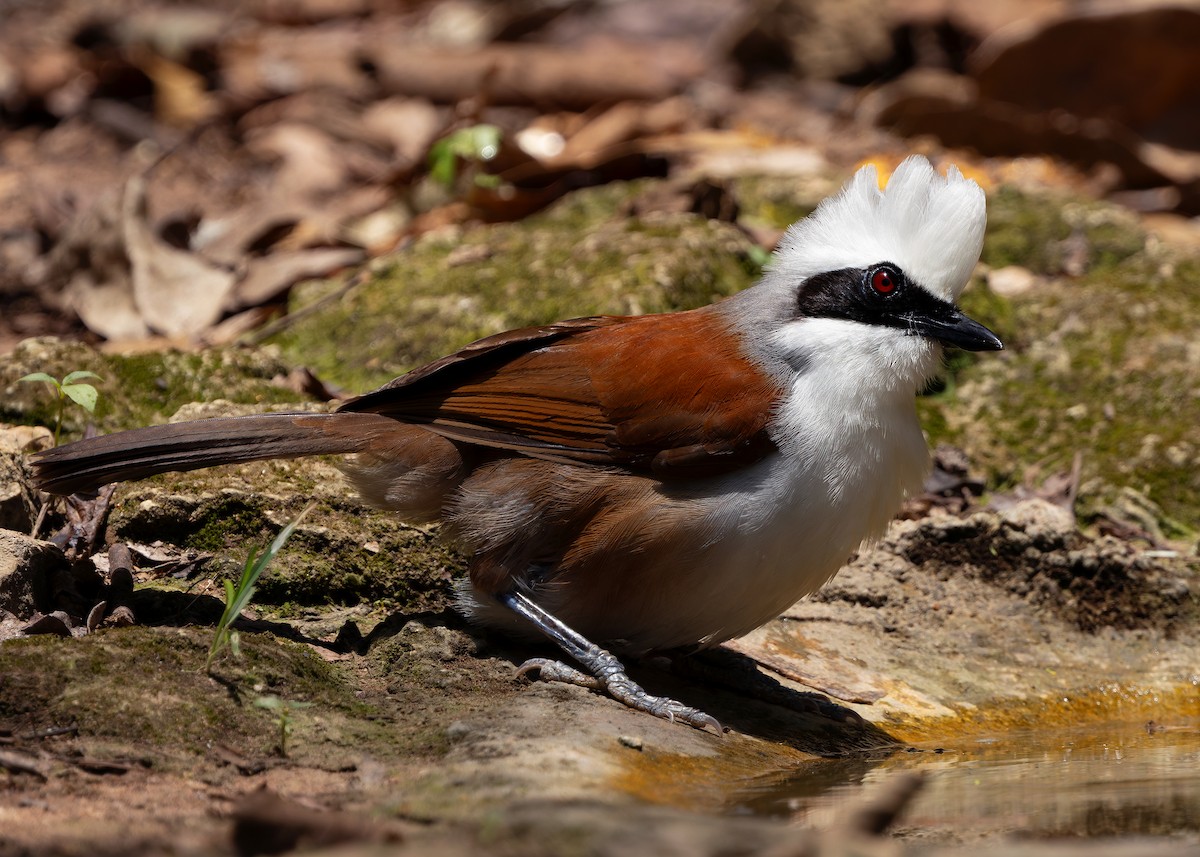 White-crested Laughingthrush - ML640815572
