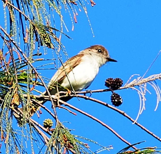 Puerto Rican Flycatcher - ML640815632