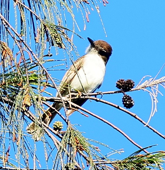 Puerto Rican Flycatcher - ML640815633