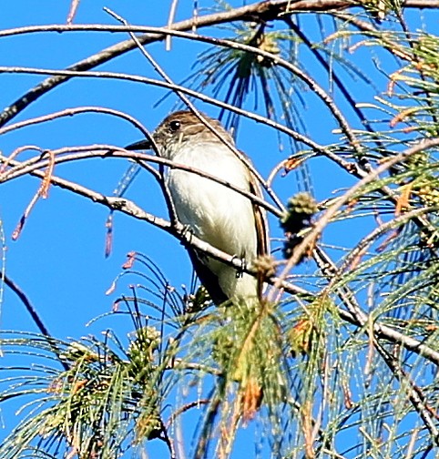 Puerto Rican Flycatcher - ML640815635