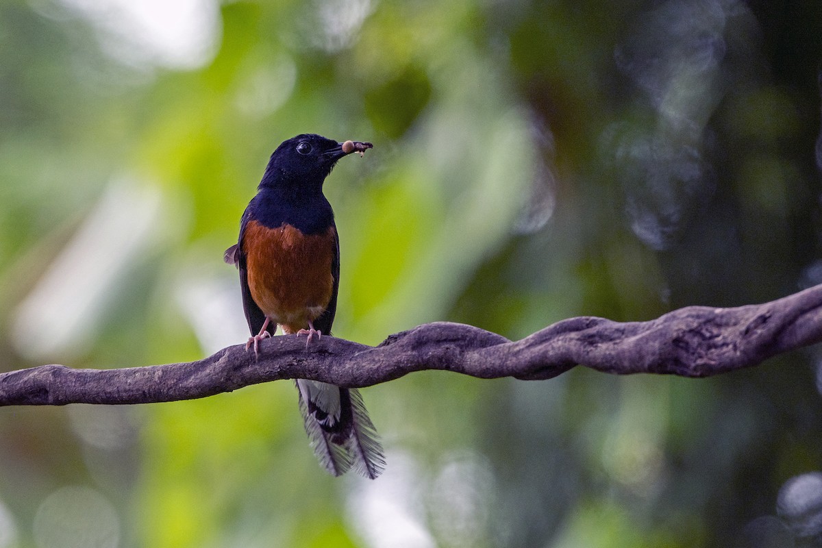 White-rumped Shama (White-rumped) - ML640815649