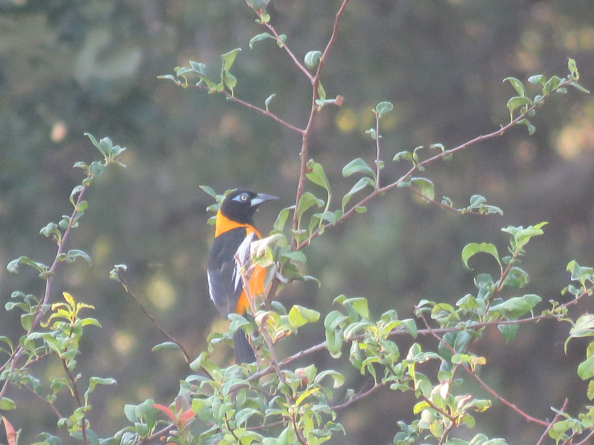 Venezuelan Troupial - ML640815651