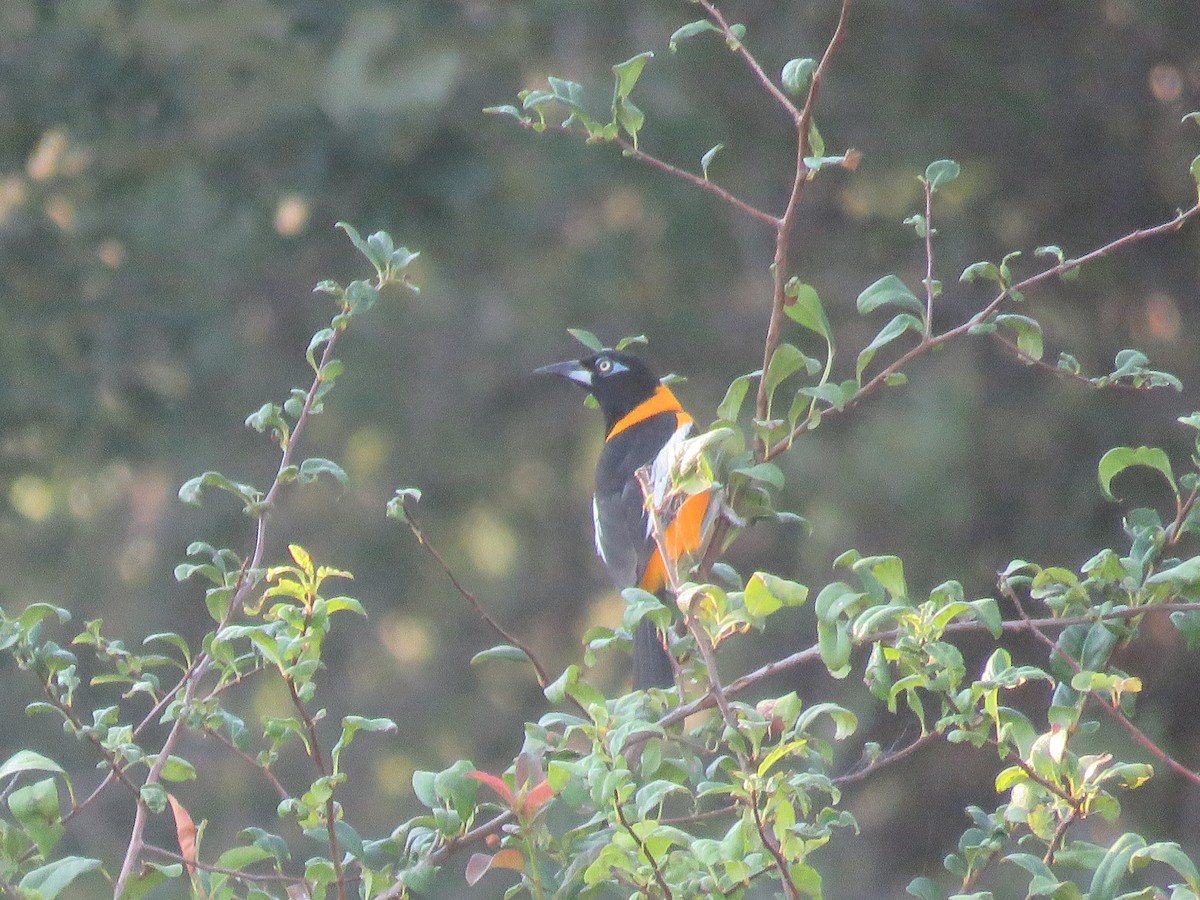 Venezuelan Troupial - ML640815652