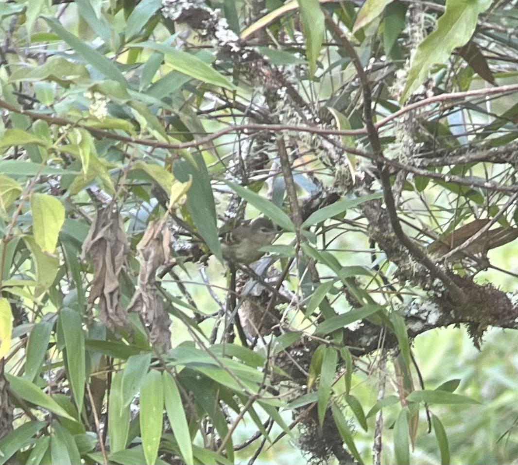 Highland Elaenia - ML640815656