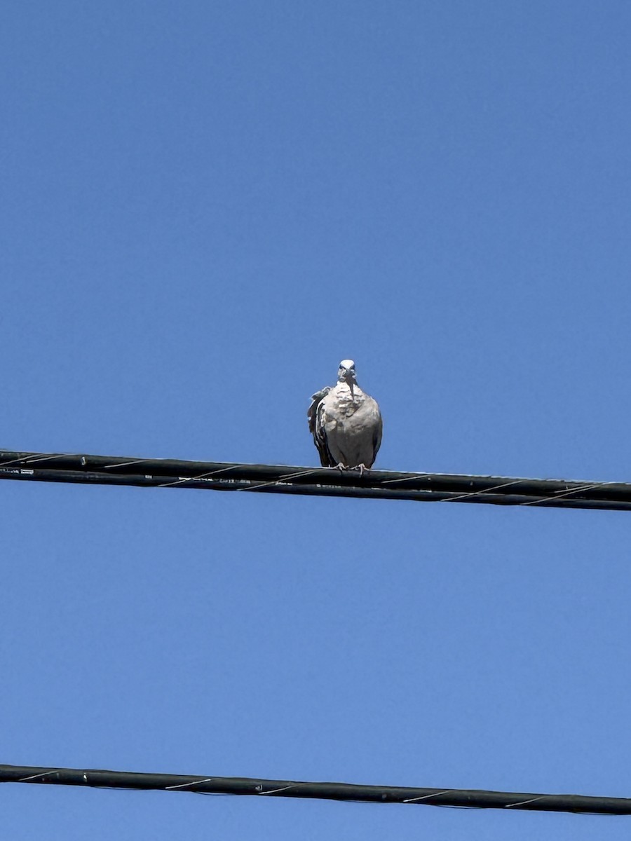 Eurasian Collared-Dove - ML640815879