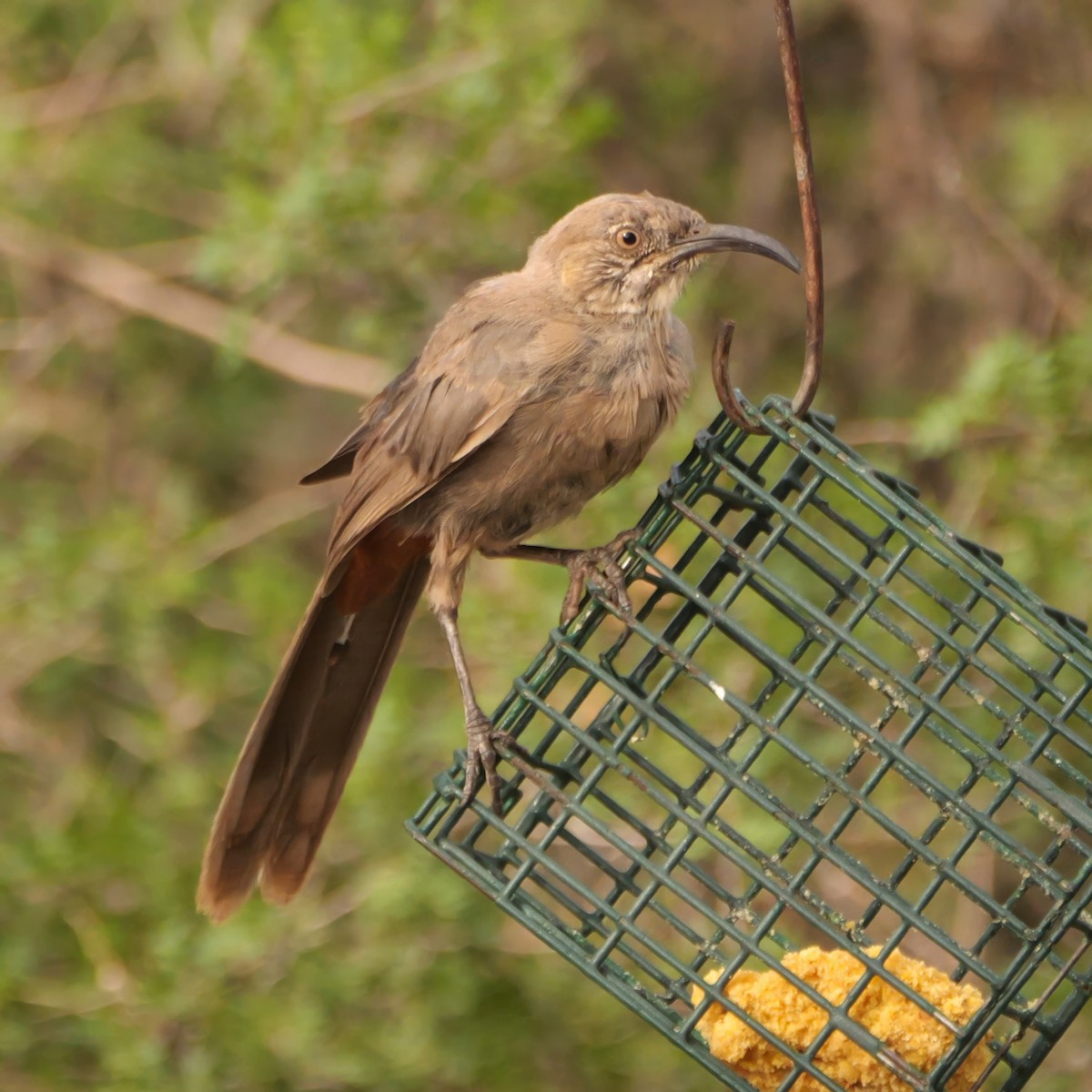 Crissal Thrasher - ML640815899