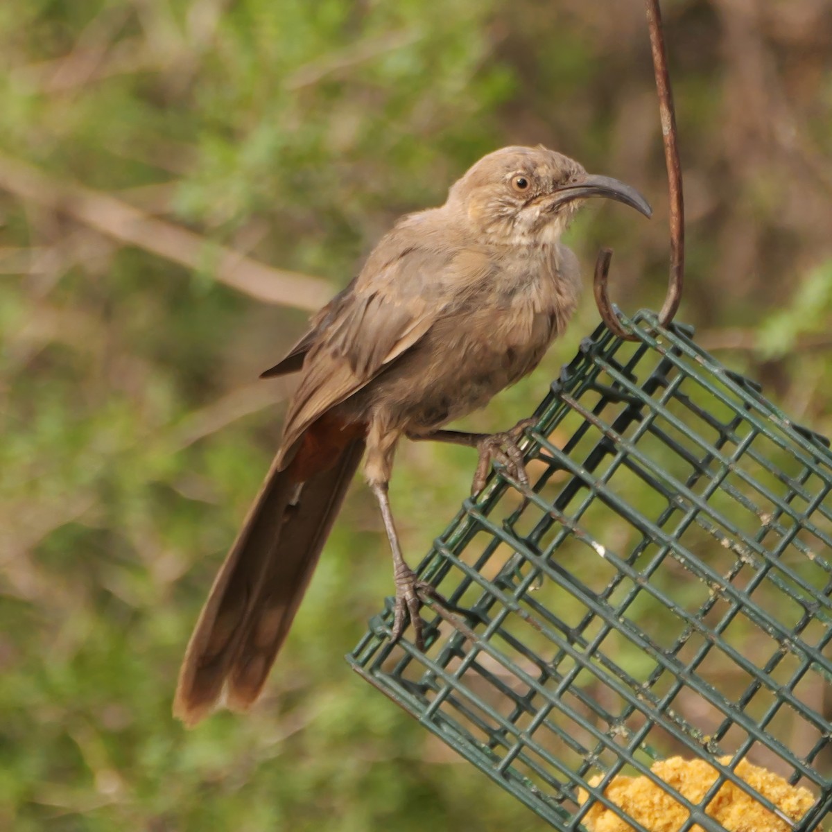 Crissal Thrasher - ML640815900