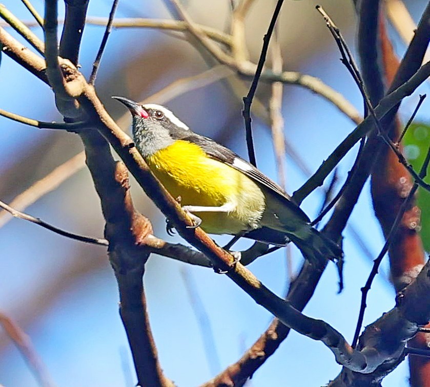Bananaquit (Puerto Rico) - ML640815966
