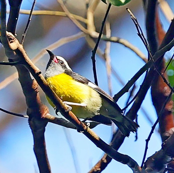 Bananaquit (Puerto Rico) - ML640815967