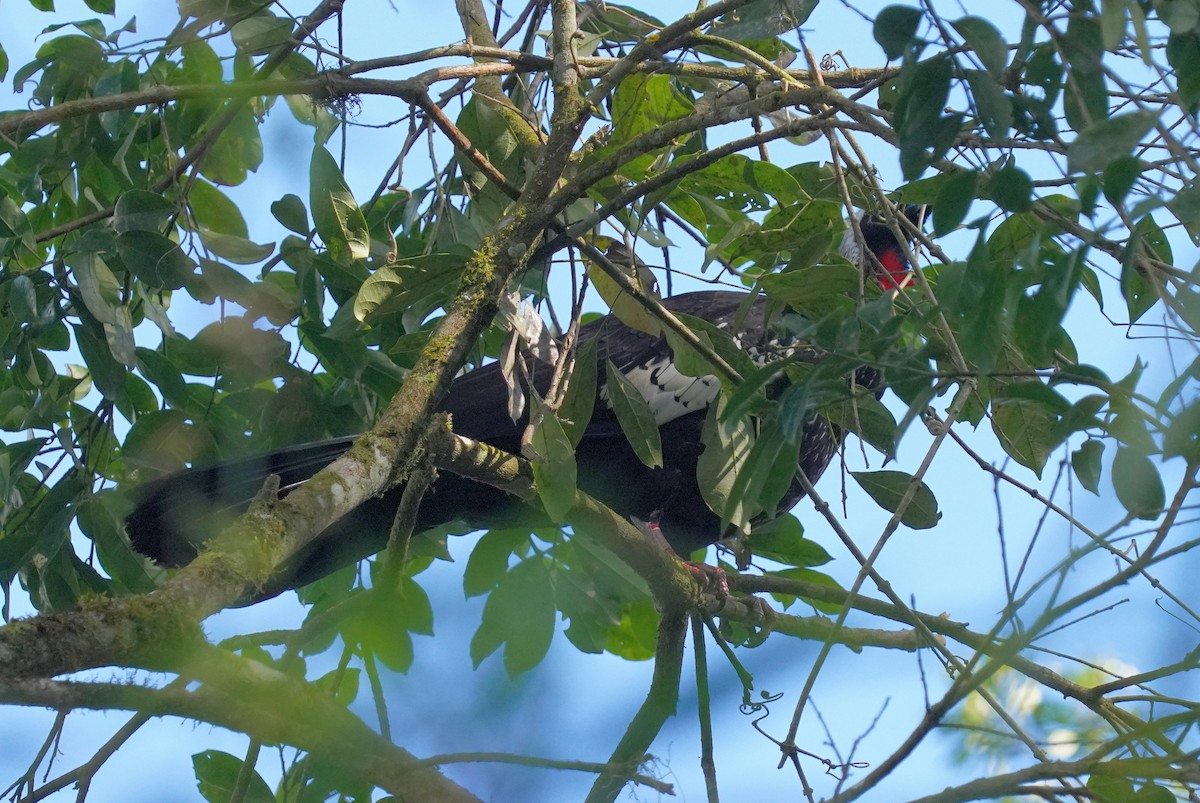 Black-fronted Piping-Guan - ML640816007