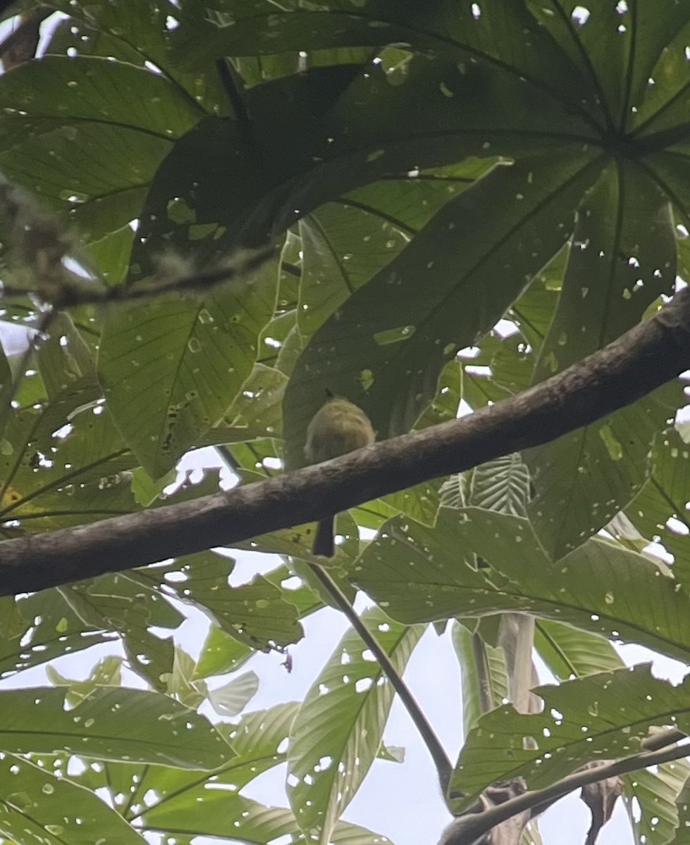 Unadorned Flycatcher - ML640816057