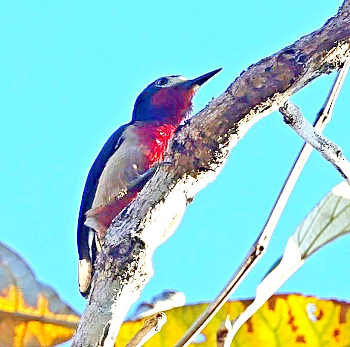 Puerto Rican Woodpecker - ML640816111