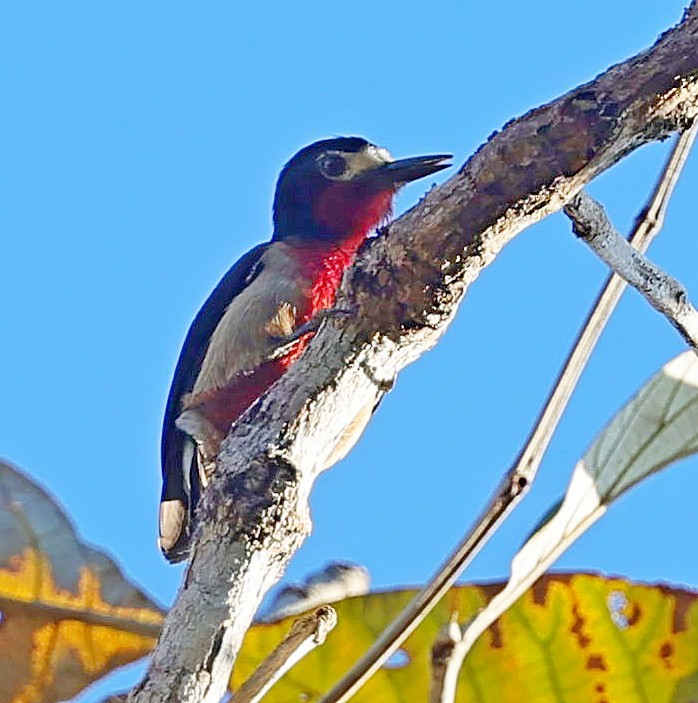 Puerto Rican Woodpecker - ML640816112