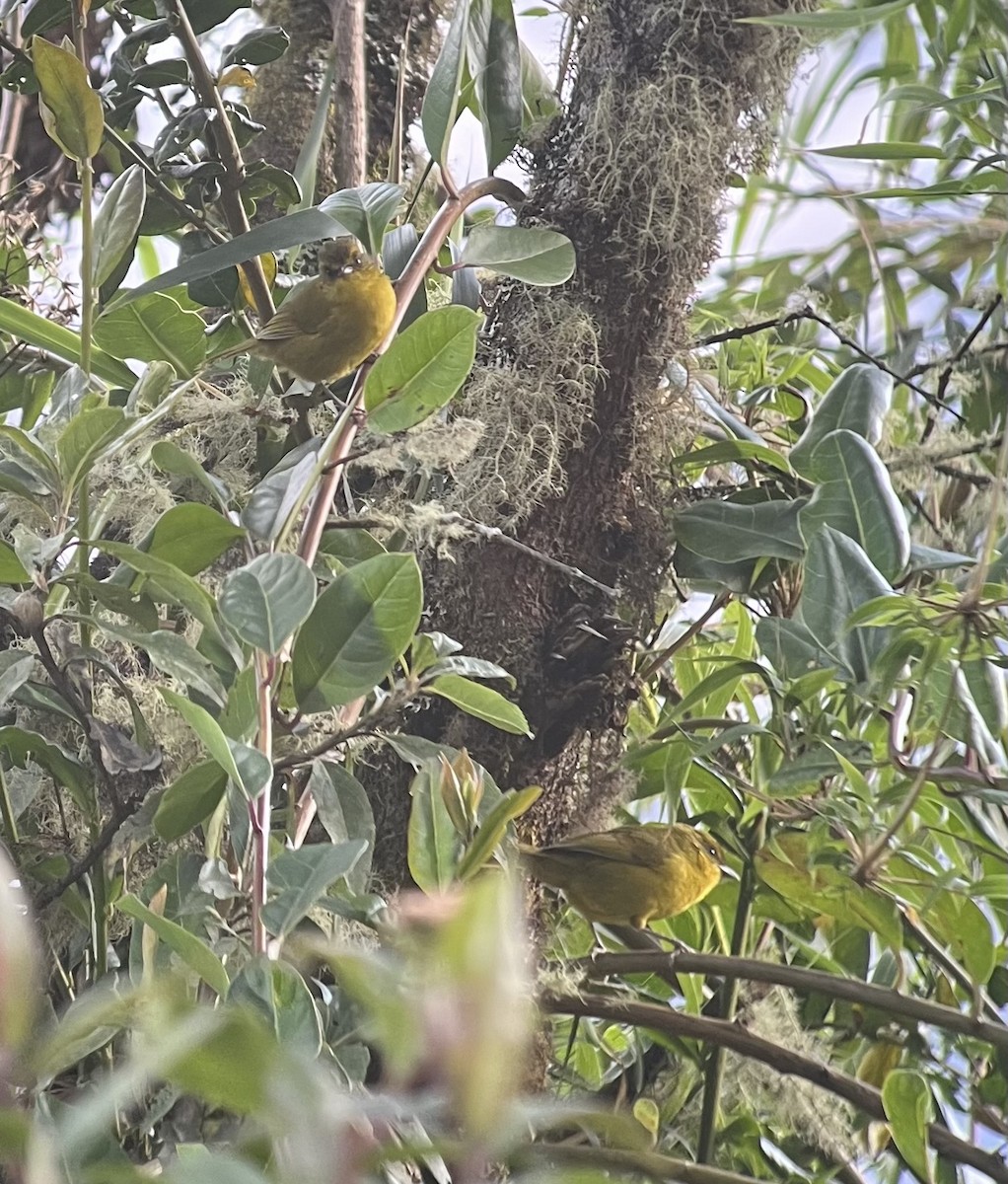 Parodi's Hemispingus - ML640816143