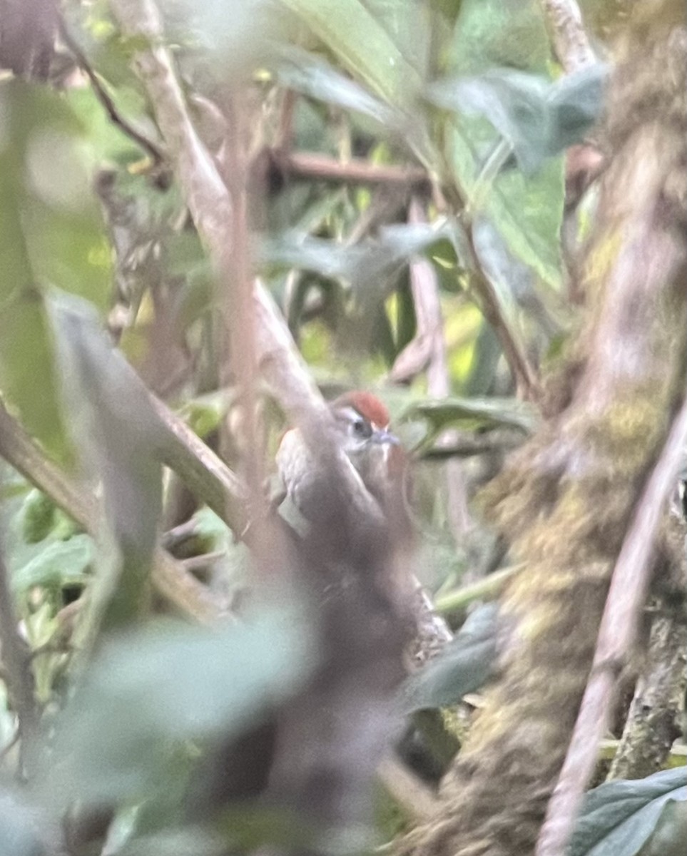 Marcapata Spinetail (Rufous-crowned) - ML640816153