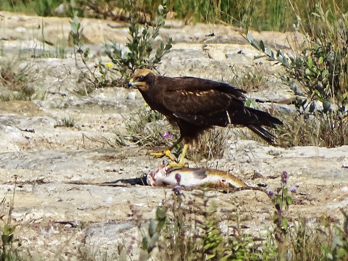 西方澤鵟 - ML640816158