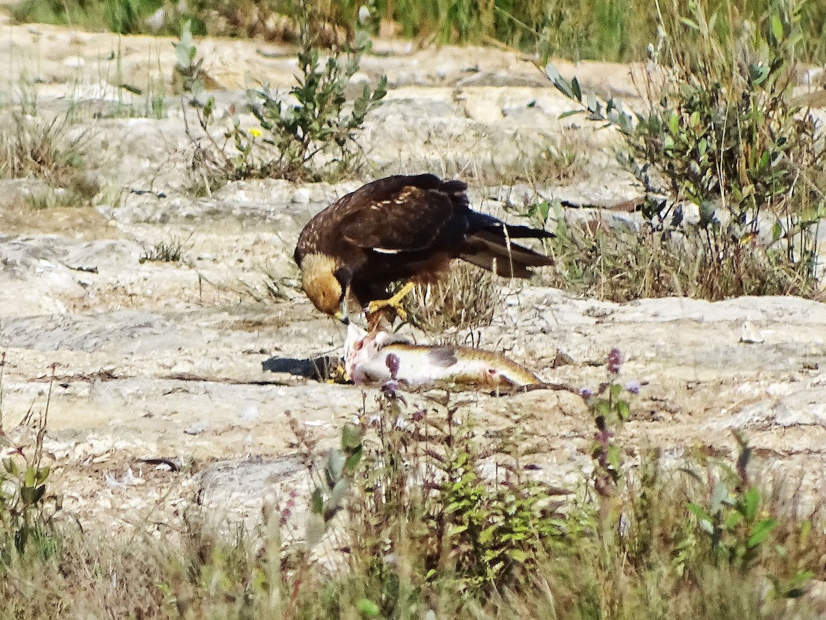 西方澤鵟 - ML640816166