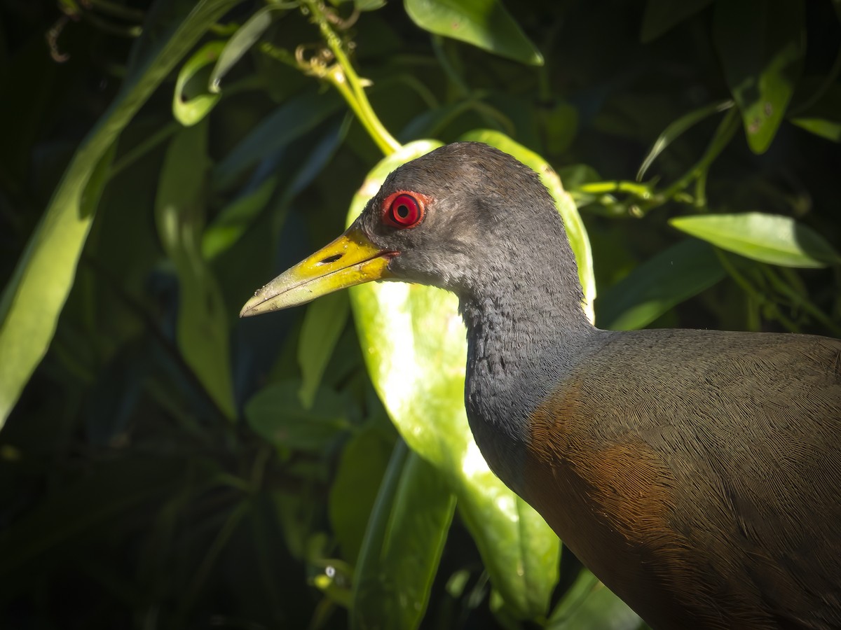 Gray-cowled Wood-Rail - ML640816244