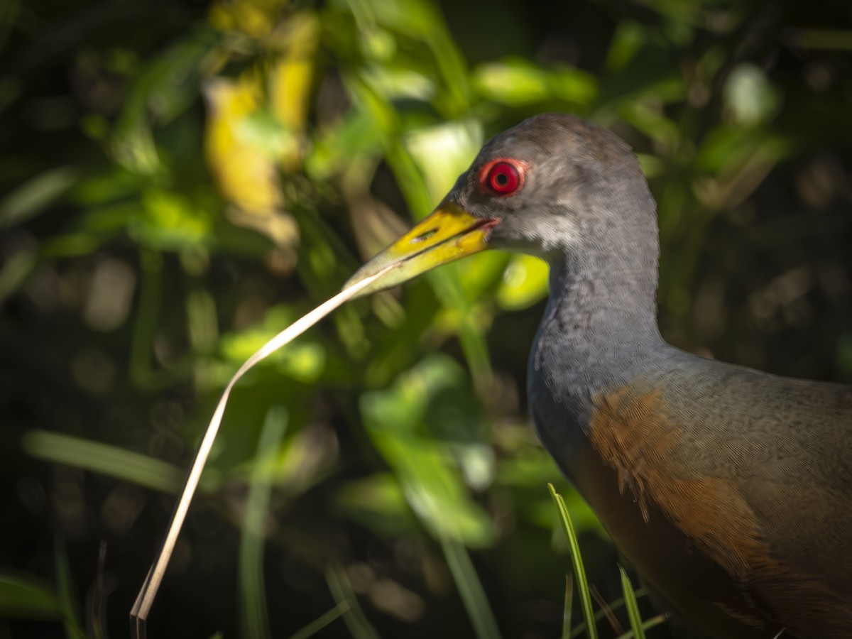 Gray-cowled Wood-Rail - ML640816245