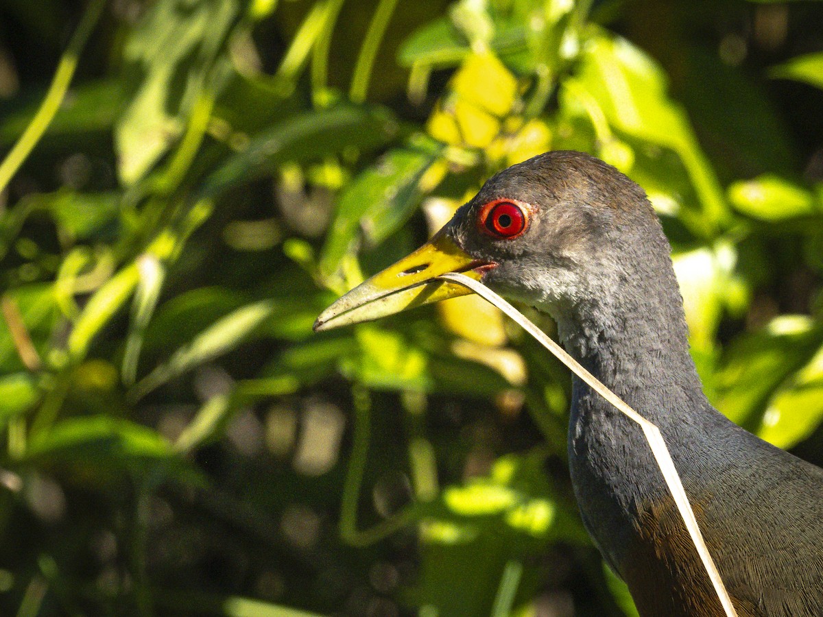 Gray-cowled Wood-Rail - ML640816247