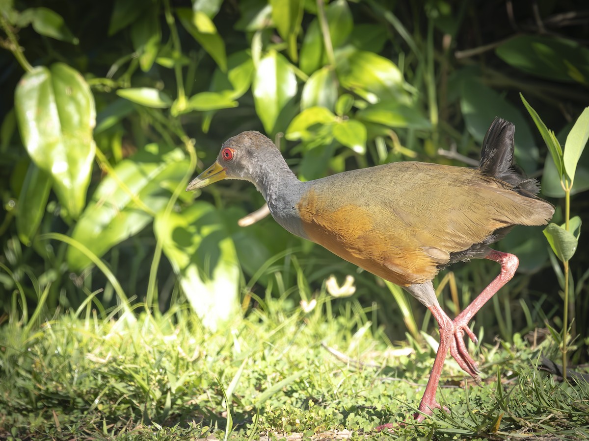 Gray-cowled Wood-Rail - ML640816249