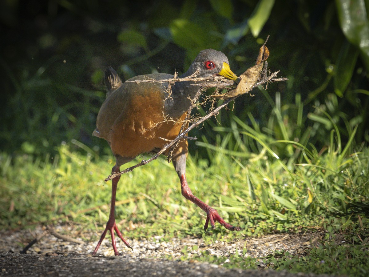Gray-cowled Wood-Rail - ML640816251