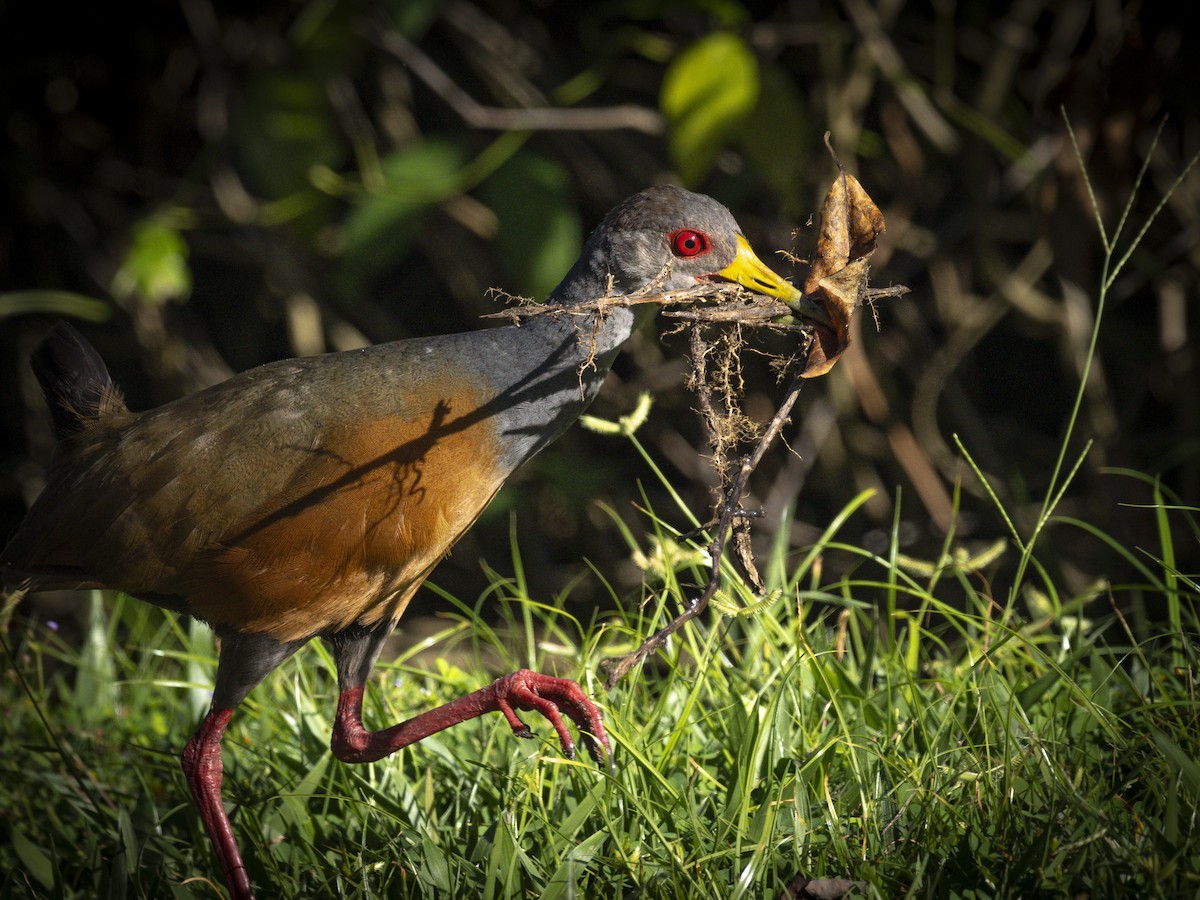 Gray-cowled Wood-Rail - ML640816252