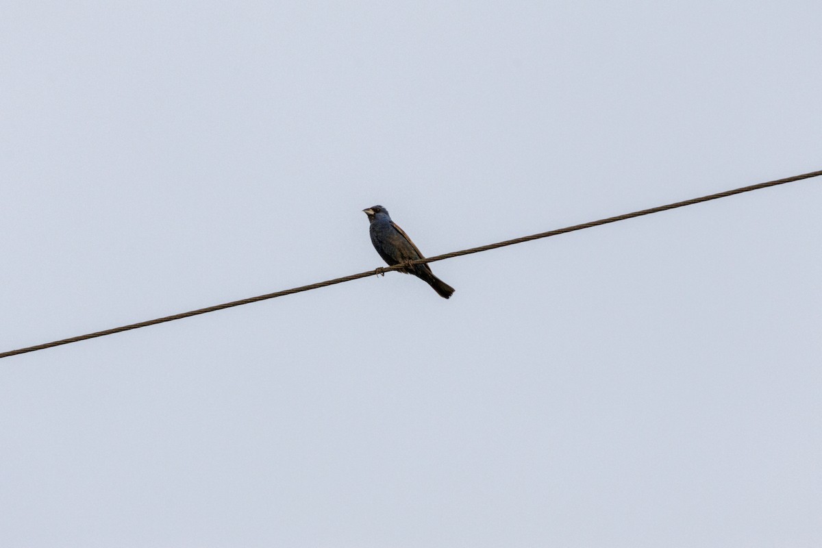 Blue Grosbeak - ML640816285