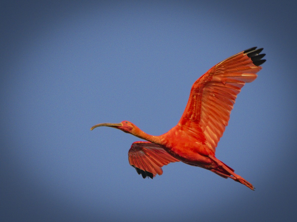 Scarlet Ibis - ML640816288