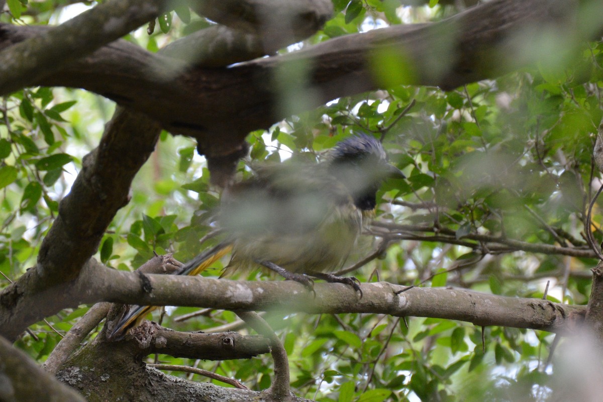 Green Jay - ML640816294
