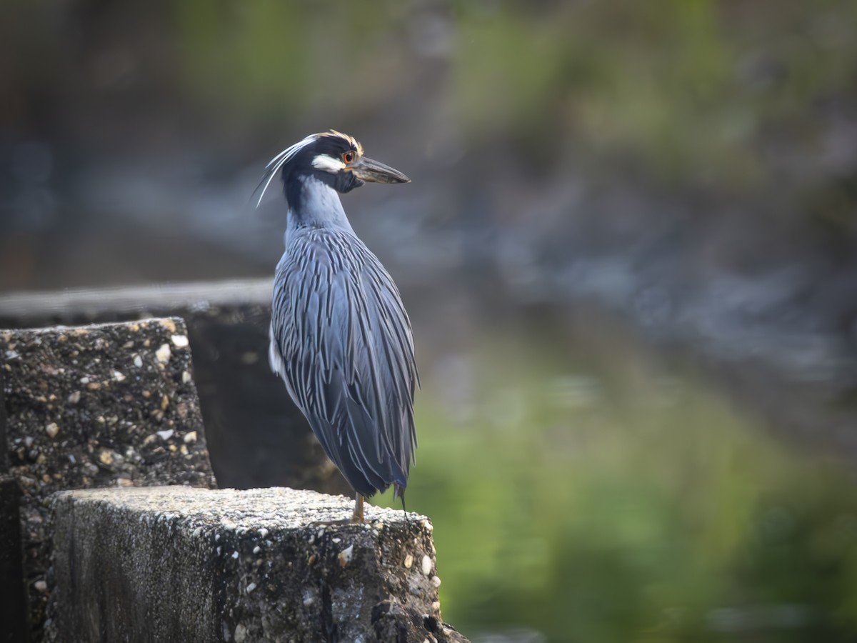 Yellow-crowned Night Heron - ML640816302