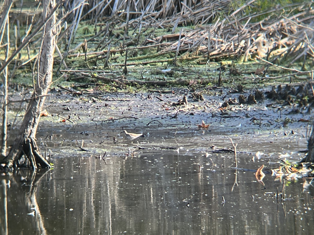 shorebird sp. - ML640816315