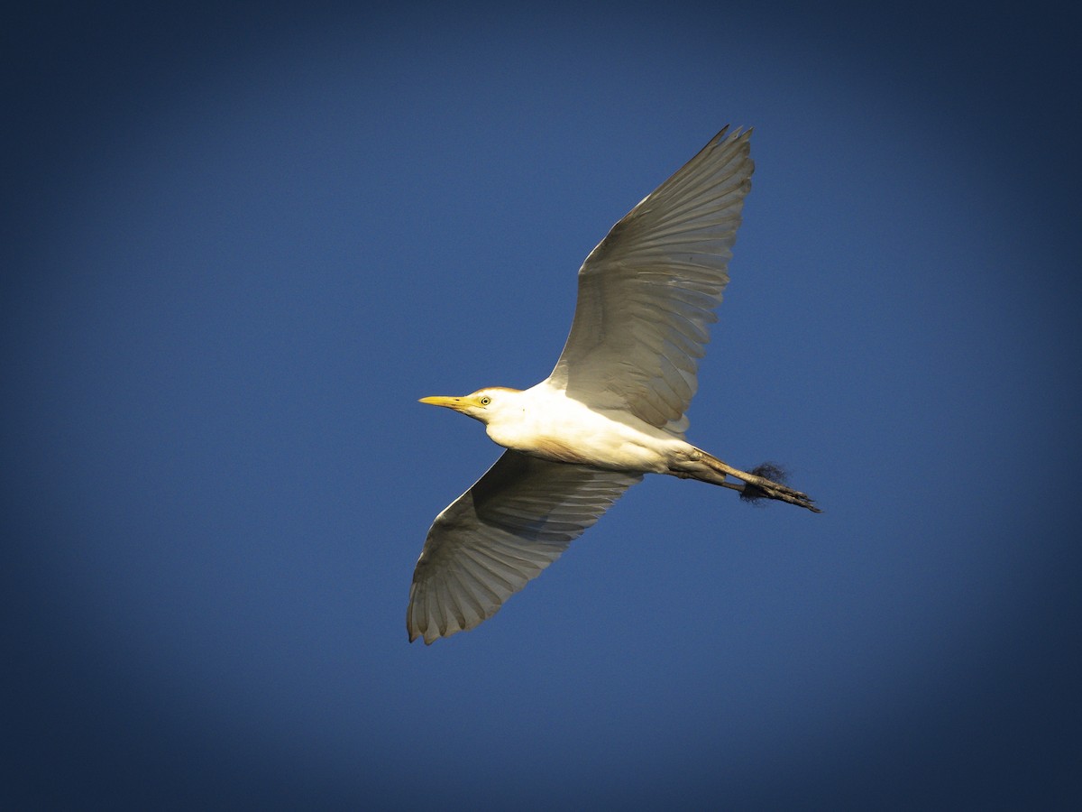 Western Cattle-Egret - ML640816318