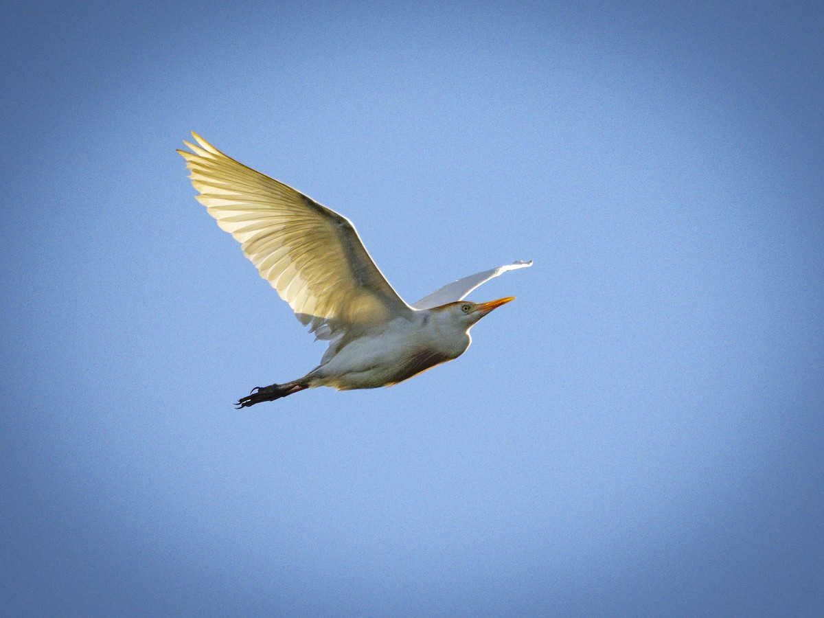 Western Cattle-Egret - ML640816319