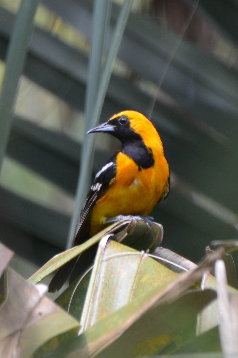 palmetrupial - ML640816323