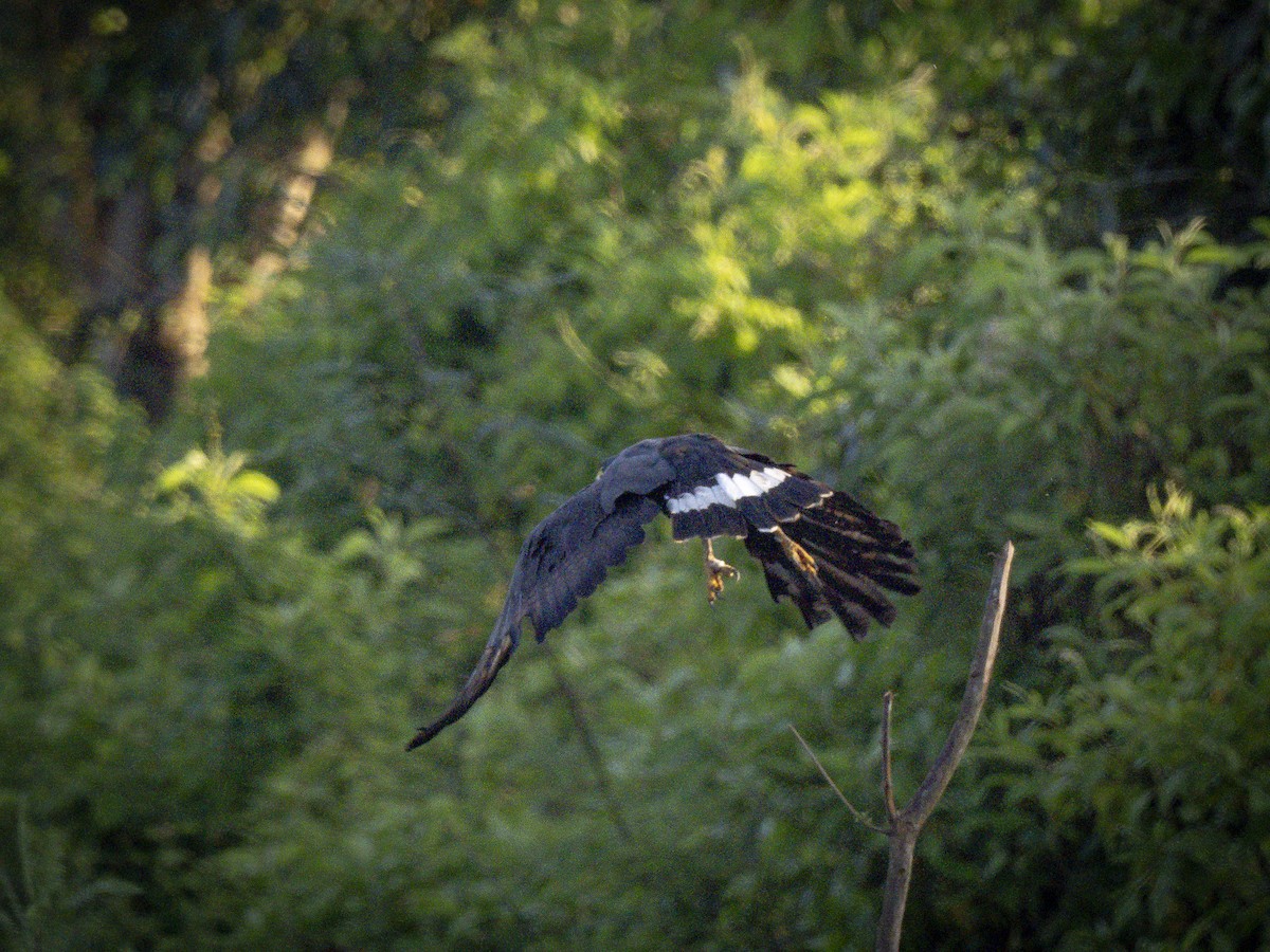 Common Black Hawk - ML640816328
