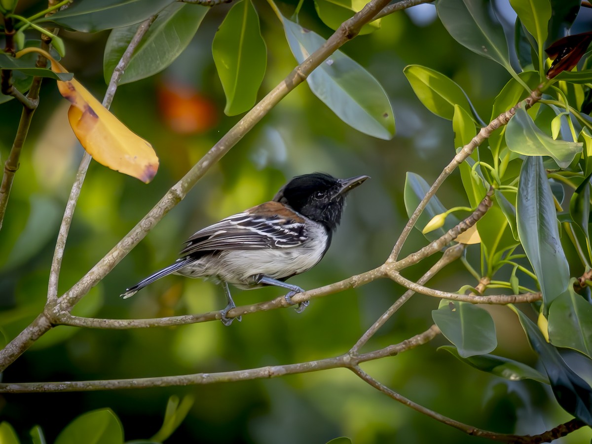 Black-crested Antshrike - ML640816330