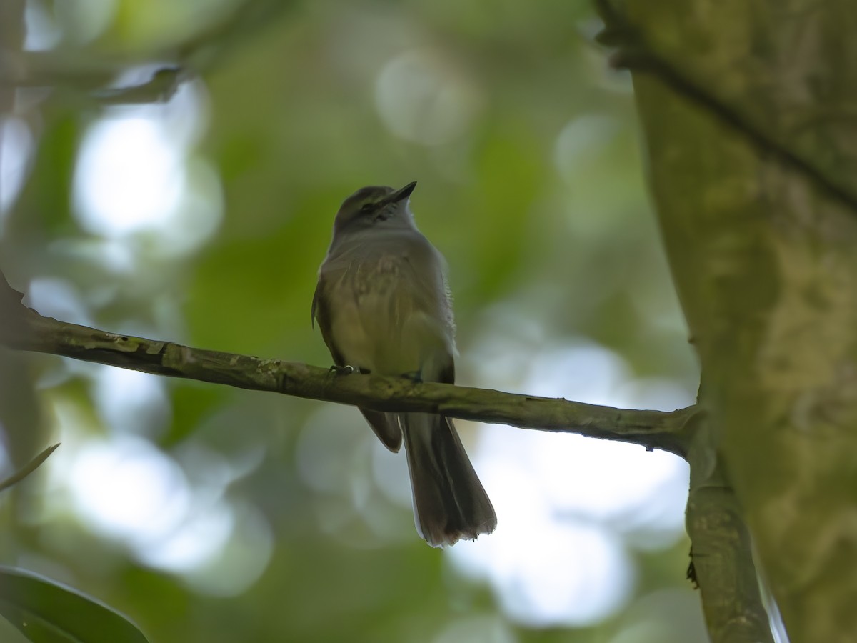 Ochre-lored Flatbill - ML640816352