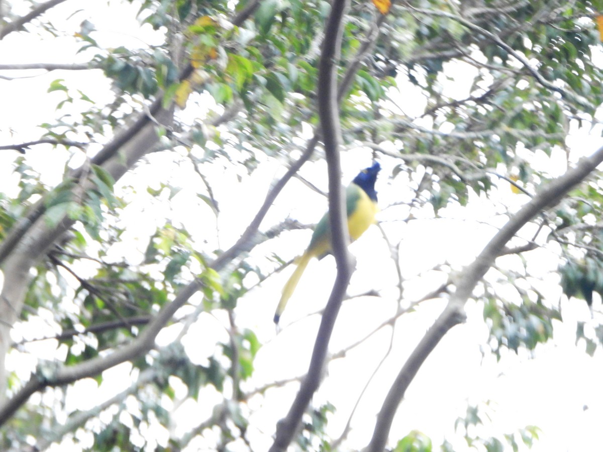 Green Jay - ML640816362