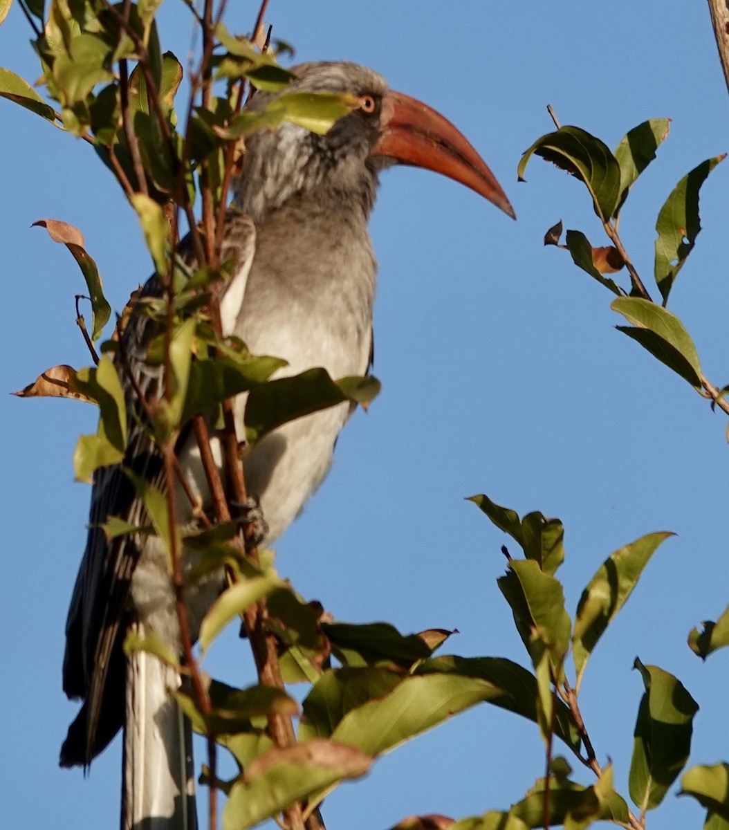 Bradfield's Hornbill - ML640816561