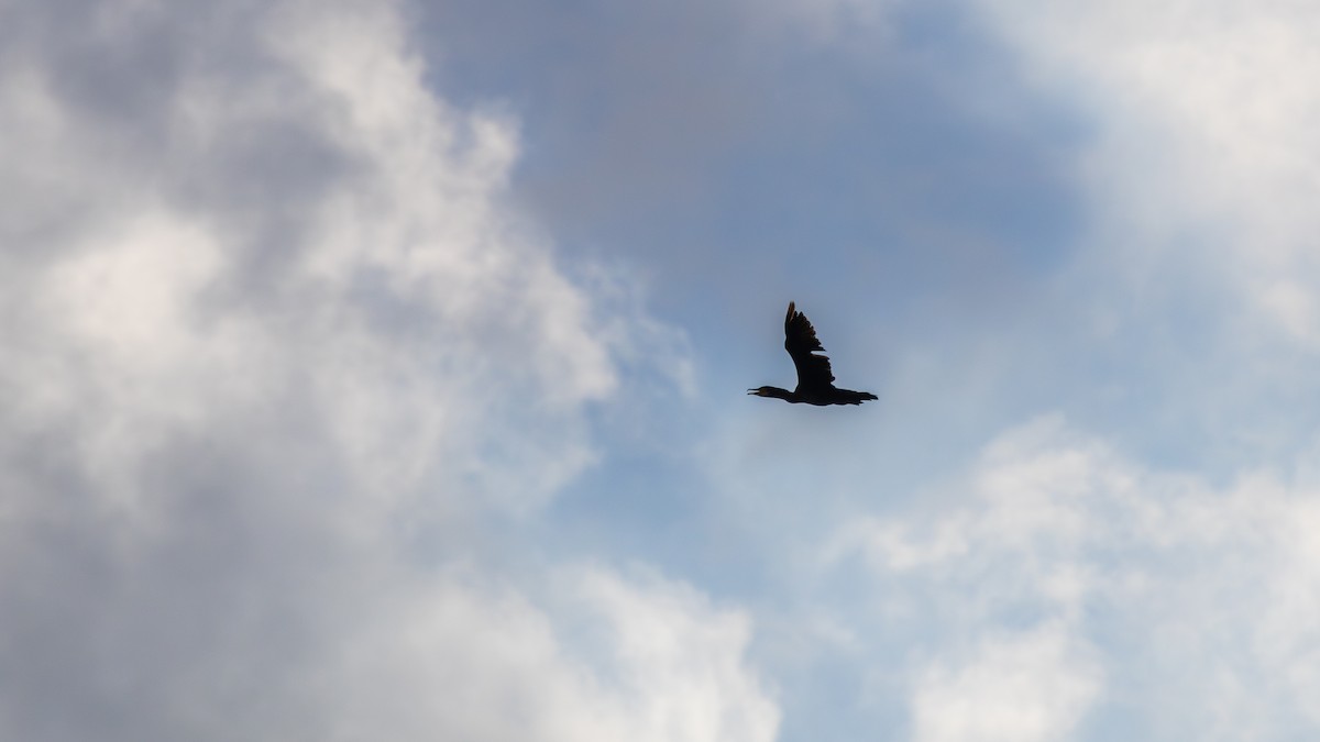 Great Cormorant - ML640816620